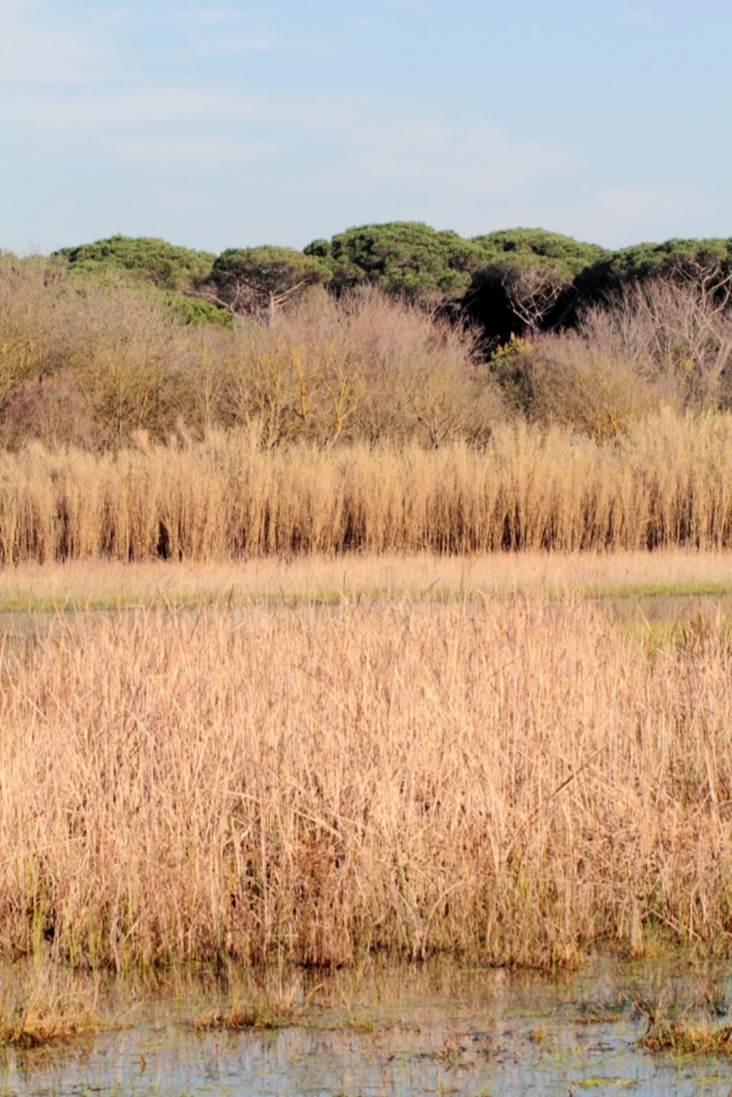 VOLONTANFIBI 2014: Parco Regionale MSRM